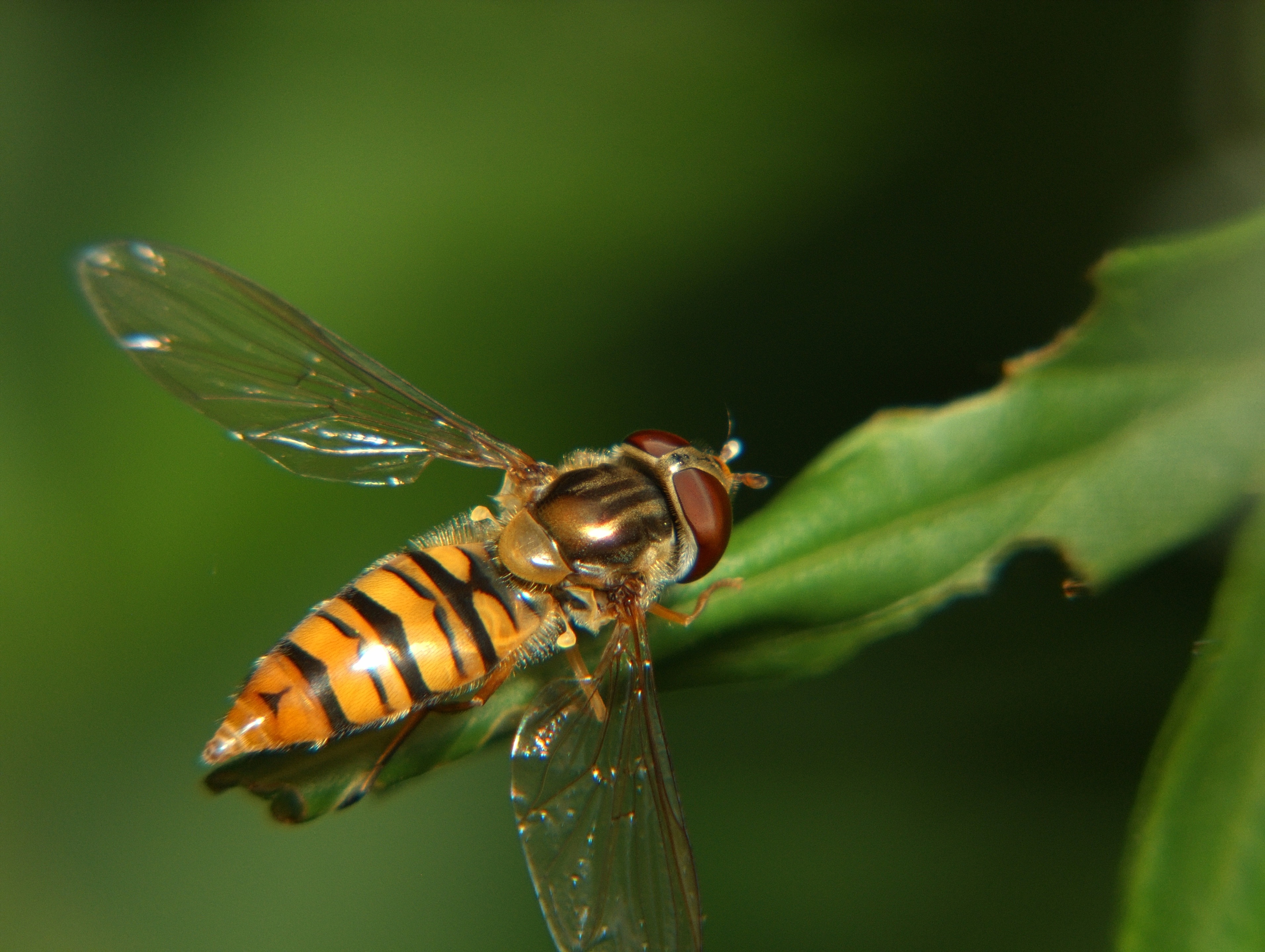 Campiglia Cervo (Biella) - Probabilmente Episyrphus balteatus